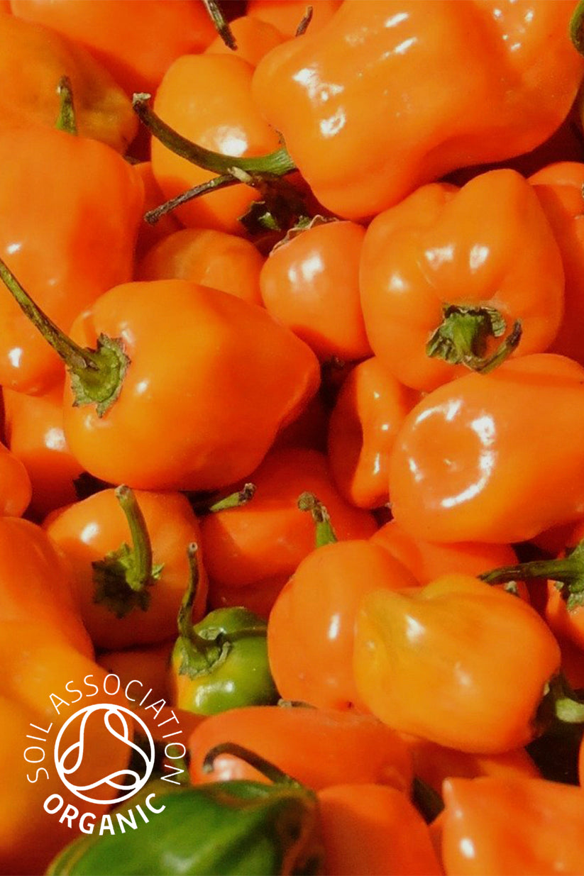 فلفل حار وبرتقال Habanero عضوي